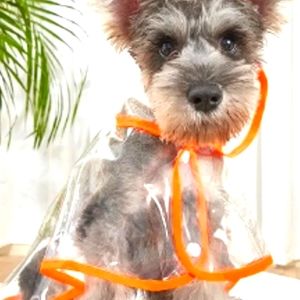 Pet raincoat